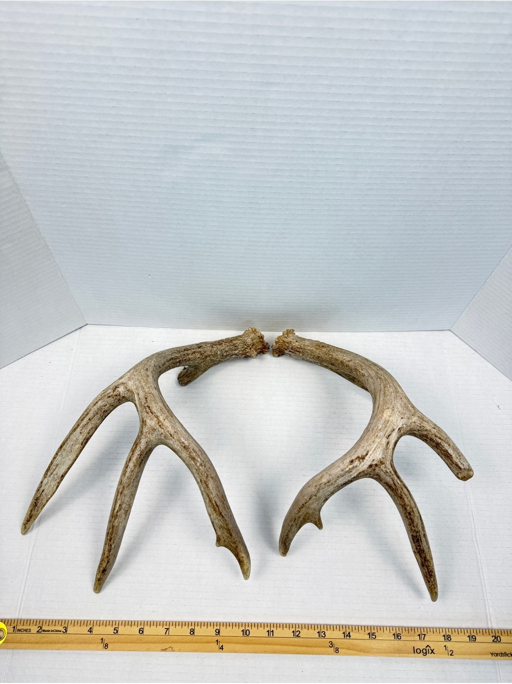 Authentic Naturally Shed Whitetail Deer Antlers 1 Pair